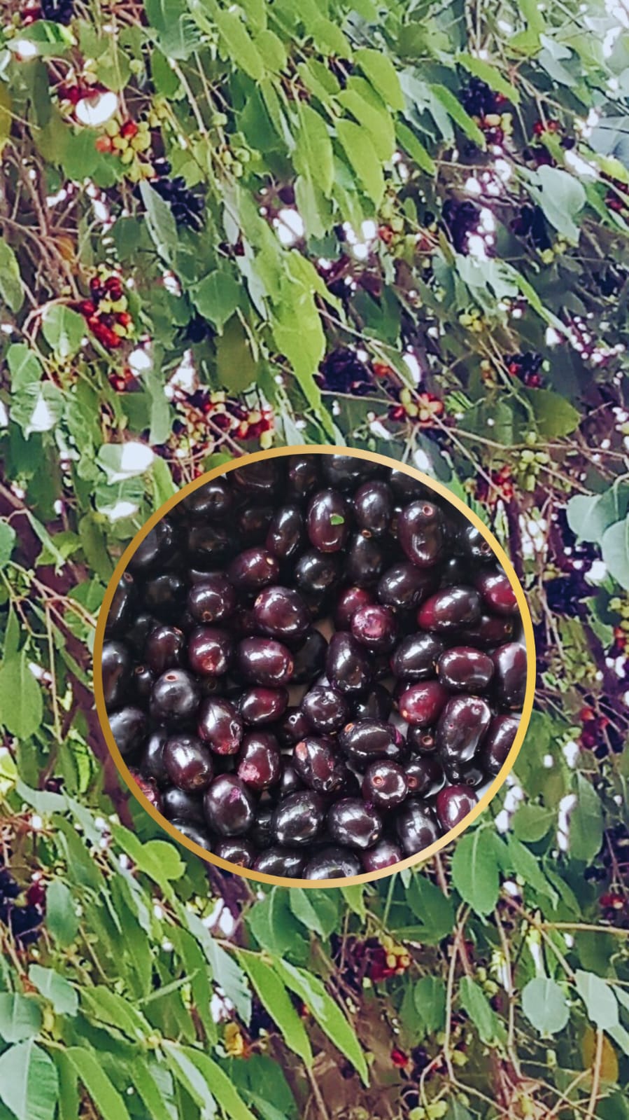 Unlocking Jamun's Potential.jpeg